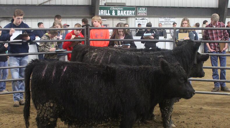 High school students from across Ohio and other states judge livestock at the annual Wilmington College Aggie's Livestock Judging Competition.  JEFF GUERINI/STAFF