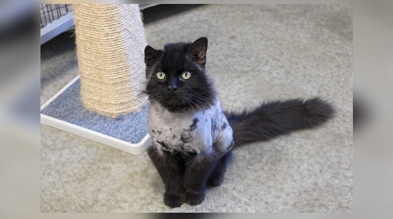 I’m Boomer. I’m quite the social butterfly, always up for a chat or a play. I’ve been told I’m sweet and friendly, but I think I’m just being myself. I’ve had some health challenges in the past. My ears used to bother me a lot, but the nice folks here treated me and now I feel great. My fur was a mess, but they gave me a cool lion cut. I’ve got a lot of love to give and I’m looking for a forever home where I can share it. Note from Paws humans: Boomer showed up at someone’s house with an ear infection and badly matted fur. Come visit him at the Paws Animal Shelter, 1535 West U.S. Highway 36, Urbana. Check out Paws at pawsurbana.com, on Facebook at facebook.com/paws.urbana, on Petfinder at petfinder.com or call 937-653-6233. To apply to adopt any of our cats or kittens, visit pawsurbana.org. Paws is in need of volunteers and foster homes. CONTRIBUTED