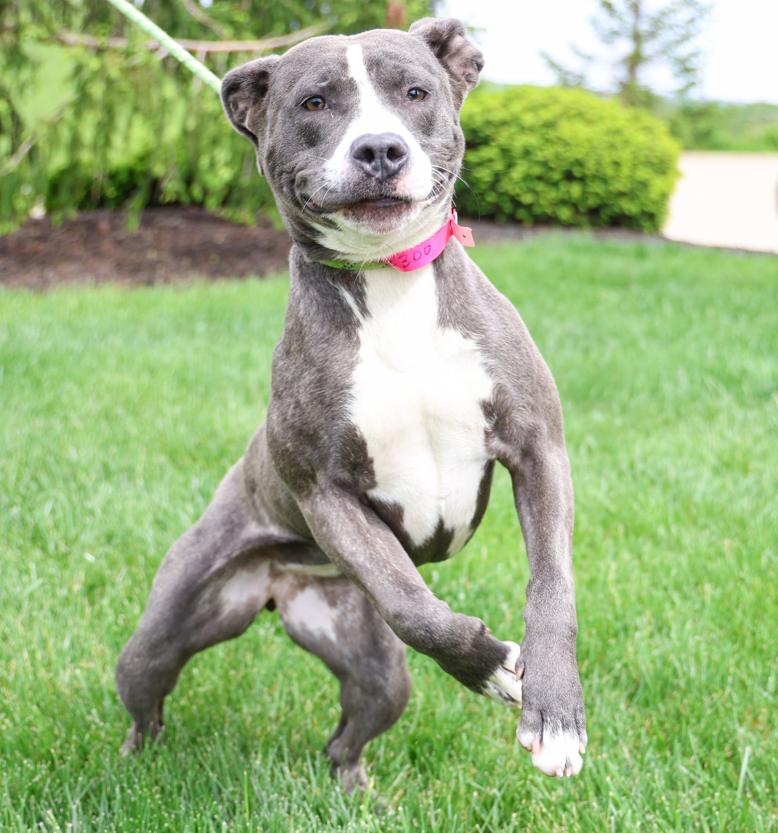 Corolla, a 1-year-old female pit bull, runs around on grass outside the Montgomery County Animal Resource Center on May 6. BRYANT BILLING / STAFF