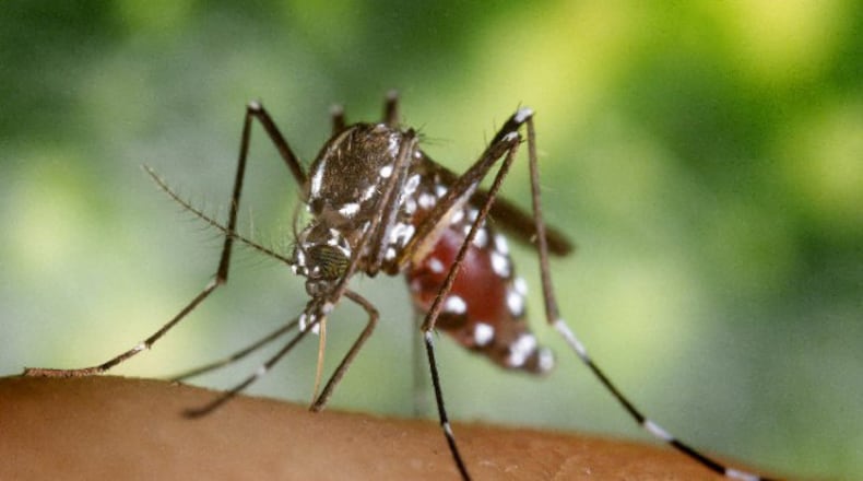 More mosquitoes have been found with West Nile Virus in Clark County and a human case has been reported. Centers for Disease Control and Prevention photo by James Gathany