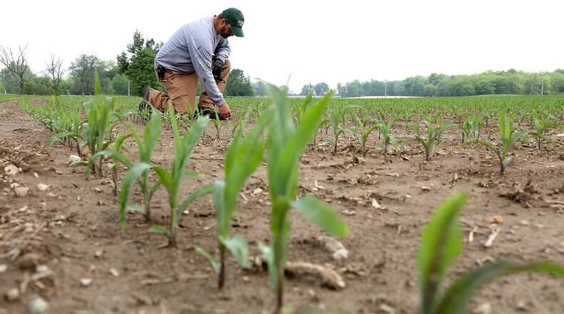 Clark County farmer Greg Kauffenbarger looks over the corn coming up in his field Tuesday, May 22, 2018. Kauffenbarger has some crops that are growing and some he’s still trying to plant. Bill Lackey/Staff