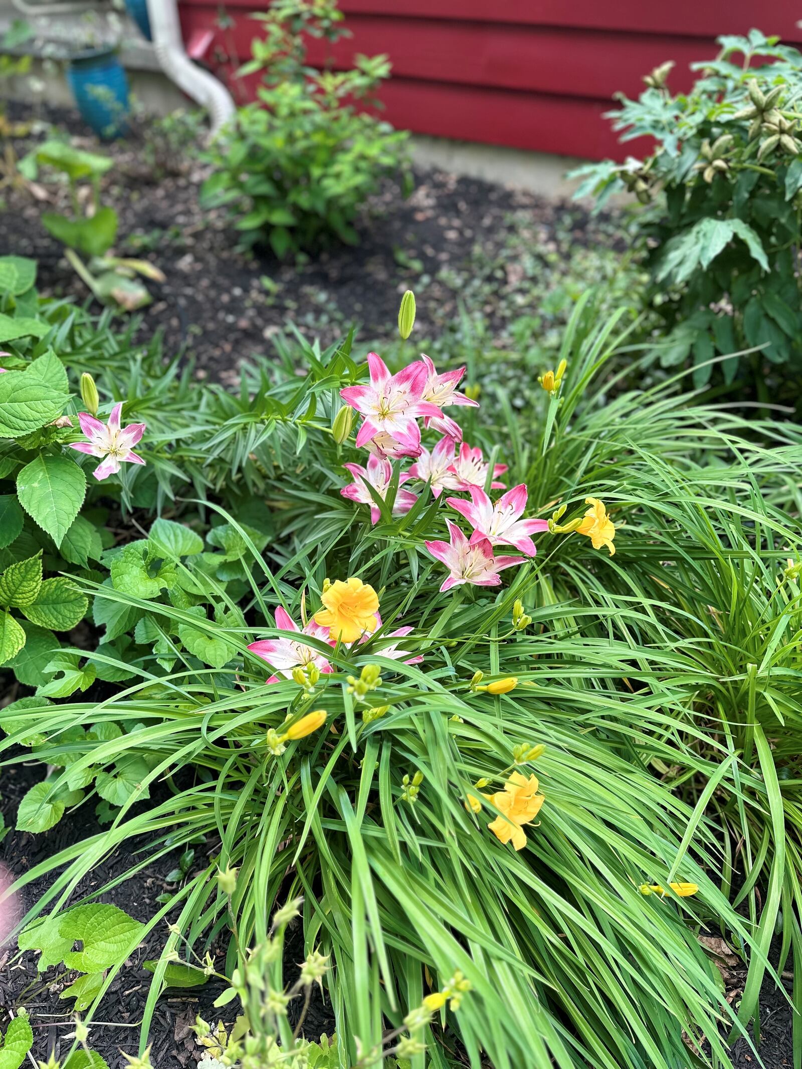 Susan Walters Crowe says working on the gardens is her current project.  ROBIN McMACKEN / STAFF 