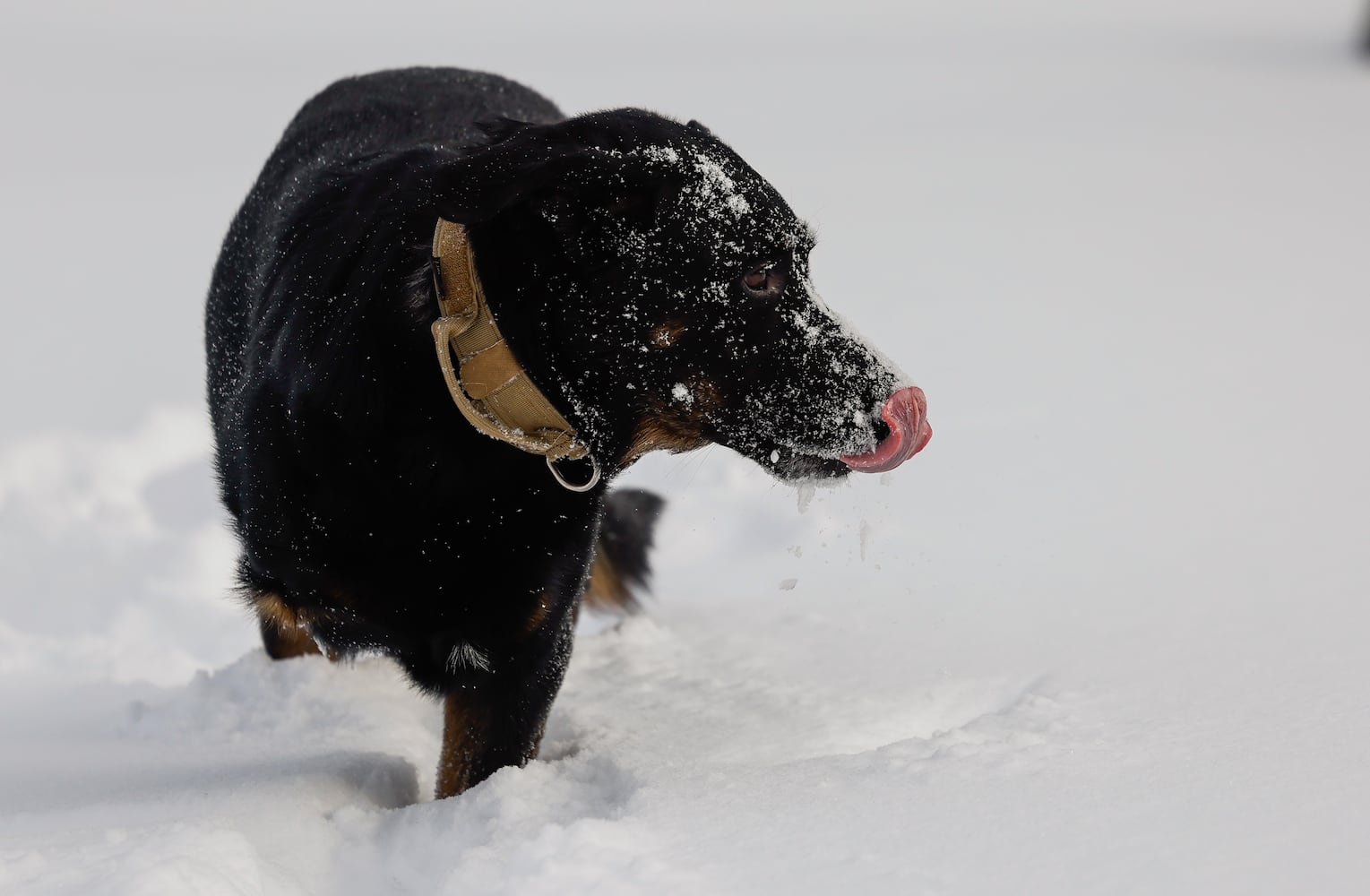Dog having fun in snow