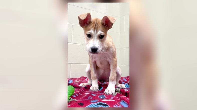 Meet Naria! This 10-week-old Husky mix may be just around 9 lbs., but she’s full of spunk and playful energy. With her gorgeous sable coat and fiery spirit, she’s sure to steal hearts. Still teething and potty training, Naria needs chew toys and a patient, loving home. Ready to add a bundle of joy to your life? Naria could be your perfect match. Visit her at the Clark County Dog Shelter. Clark County Dog Shelter is at 5201 Urbana Road, Springfield. CONTRIBUTED