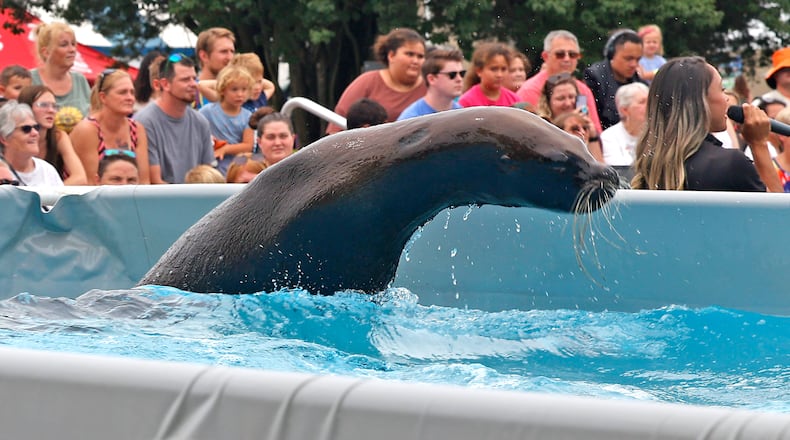 A sea lion leaps out of the water during the Sea Lion Show Sunday, July 21, 2024 at the Clark County Fair. BILL LACKEY/STAFF