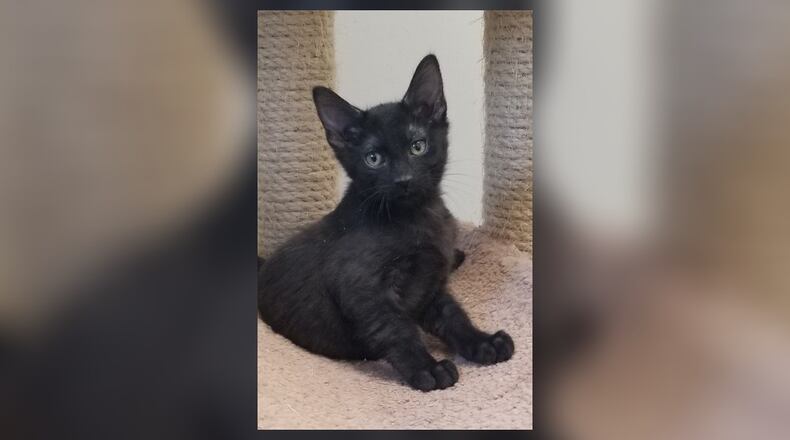 Elliott is an 8-week-old kitten who loves to chase toys and play, play, play. He was found in a taped up box with two other kittens, left abandoned in a parking lot. Luckily, they are safe and warm now and looking for a home to grow up in. They will do well in just about any home. Come meet them at the Paws Animal Shelter, 1535 West U.S. Highway 36, Urbana. Check out PAWS at pawsurbana.com, on Facebook at facebook.com/paws.urbana, on Petfinder at petfinder.com or call 937-653-6233. PAWS is in need of volunteers and foster homes. CONTRIBUTED
