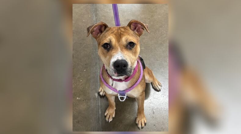 Meet Bree, a merle-colored medium-sized Pocket Pittie, who’s ready to find her forever home. With her vibrant personality and affectionate nature, Bree will surely bring joy to any family. If you’re looking for a lovely friend to share adventures and treats with, Bree could be the perfect addition to your home. She likes some dogs, so it would be best for potential adopters to bring their dog in for a meet-n-greet, to ensure it’s a good match. Clark County Dog Shelter is at 5201 Urbana Road, Springfield. CONTRIBUTED