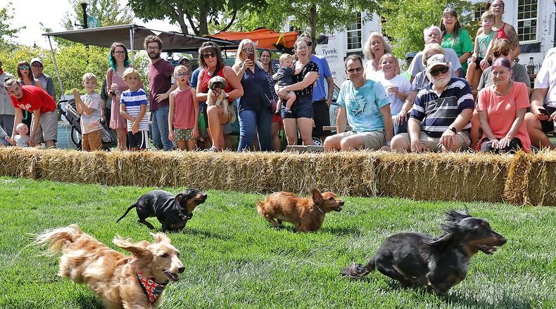 A crowd came out to cheer for their favorite dachshund last year during the 2021 Champion City Wiener Dog Races at National Road Commons Park in Springfield. The event, held as part of Mustardfest, featured 27 dogs competing for the title of fastest weiner in Clark County. BILL LACKEY/STAFF