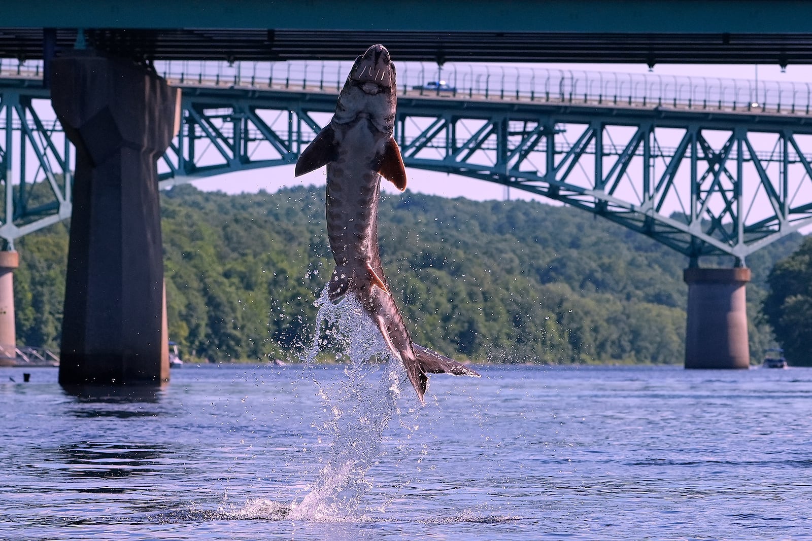 A shortnose sturgeon leaps from the Kennebec River, upstream from the Memorial Bridge, Wednesday, July 23, 2025, in Augusta, Maine. (AP Photo/Robert F. Bukaty)