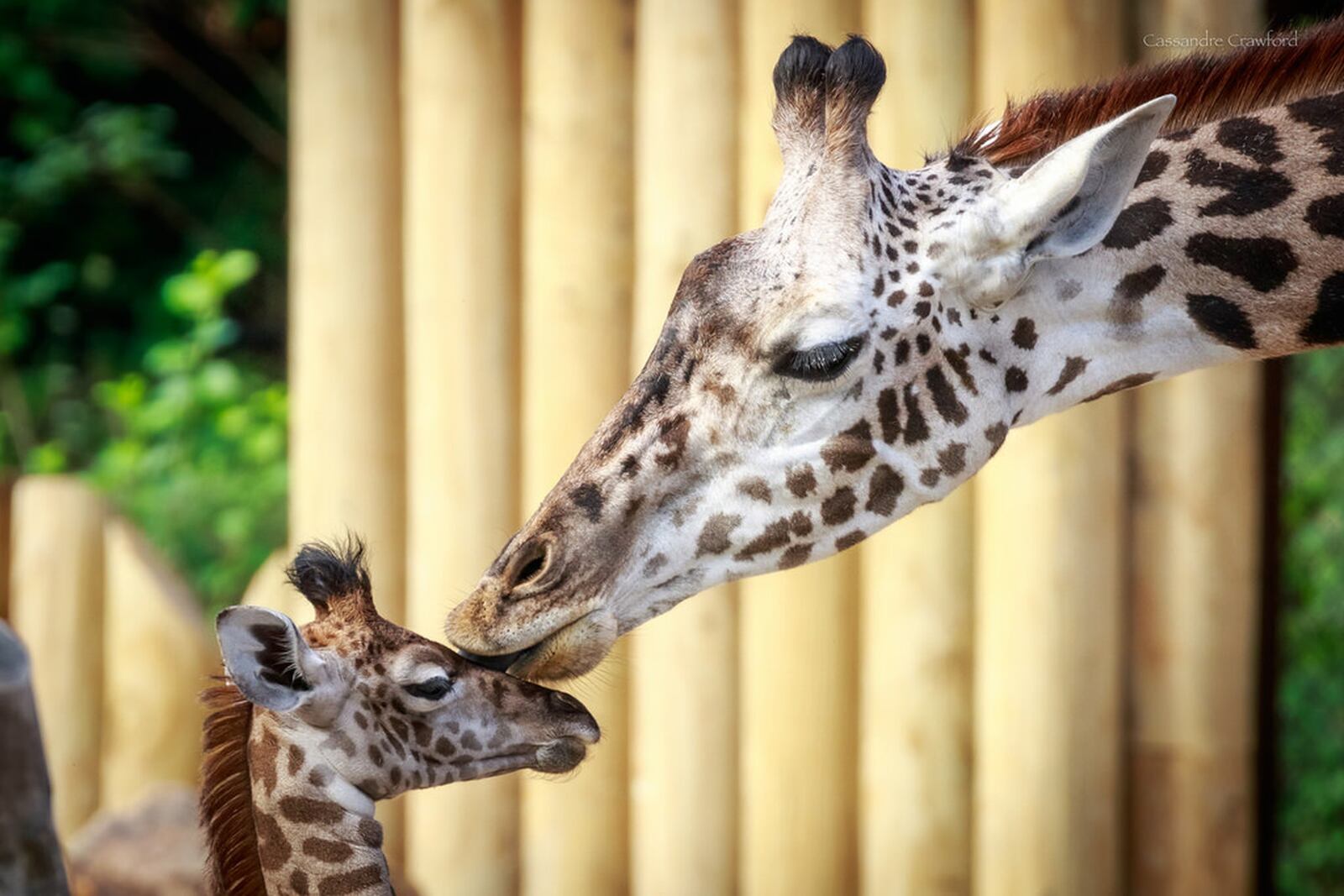 Zoo babies are on display all month at the Cincinnati Zoo. On Mother’s Day, moms get in for free. CONTRIBUTED
