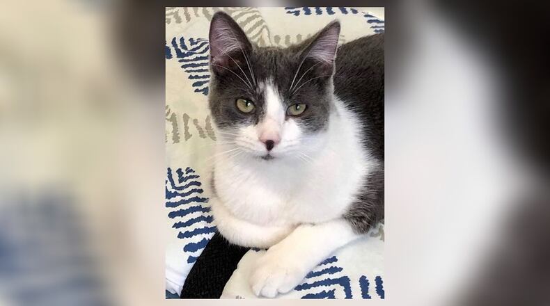 Pringle is a very sweet kitten who would love to find a home where he’ll be loved and spoiled. He came in with a broken leg and has been through a lot in his short 8 months of life. Pringle is all healed up, neutered and ready to find his fur-ever home now. Come meet him today at the Paws Animal Shelter, 1535 West U.S. Highway 36, Urbana. Check out PAWS at www.pawsurbana.com, on Facebook at www.facebook.com/paws.urbana, on Petfinder at petfinder.com or call 937-653-6233. PAWS is in need of volunteers and foster homes. CONTRIBUTED