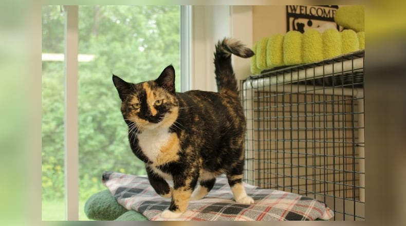 I’m Lizzy! I’m known around here as the friendliest feline. My days are filled with playful antics and gentle cuddles with anyone who stops by. I love a good game of chase-the-fishing pole, but I’m equally content curling up on a warm lap. I’m the sweetest companion you could ask for, always ready with a soft purr and a friendly nudge. I’m a cat who truly understands the meaning of friendship and I can’t wait to share it with you. Adopting me means endless love, laughter, and a loyal friend for life. Come visit me at the Paws Animal Shelter, 1535 West U.S. Highway 36, Urbana. Check out Paws at pawsurbana.com, on Facebook at facebook.com/paws.urbana, on Petfinder at petfinder.com or call 937-653-6233. To apply to adopt any of our cats or kittens, visit pawsurbana.org. Paws is in need of volunteers and foster homes. CONTRIBUTED