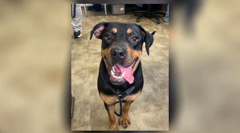 Meet Bianca! She’s a young Rottie mix, about 60 lbs. Bianca can be a little shy at first but warms up quickly. We recommend bringing any other pets for a meet and greet. Come see her at the Clark County Dog Shelter where her adoption fee is $22 this week. Clark County Dog Shelter is at 5201 Urbana Road, Springfield. CONTRIBUTED