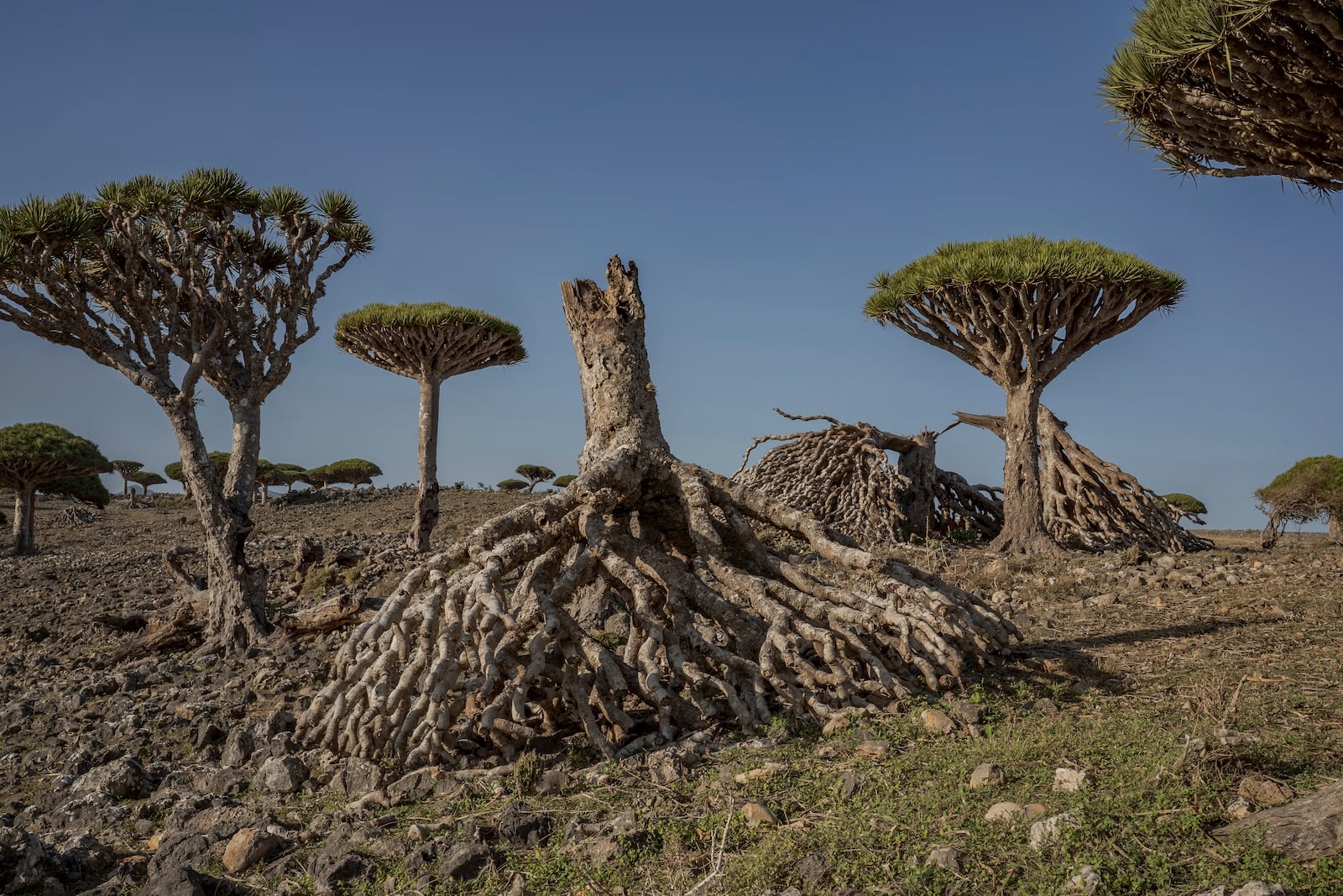 Toppled dragon's blood trees are strewn on the ground on the Yemeni island of Socotra on Sept. 18, 2024. (AP Photo/Annika Hammerschlag)
