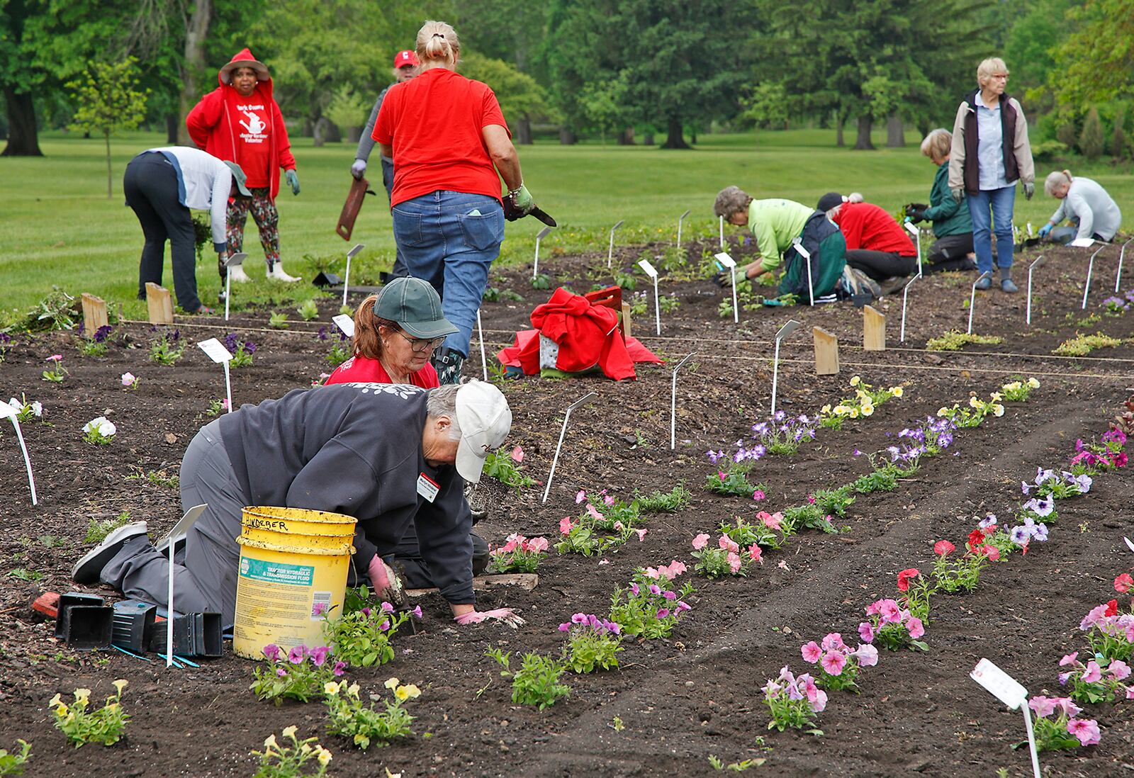 The Ohio State University Master Gardeners were out in force Tuesday, May 14, 2024 at the Snyder Park Gardens and Arboretum. The gardeners were dodging the raindrops as they cultivated the trial beds in the gardens with different varieties of flowers for both sun and shade. BILL LACKEY/STAFF