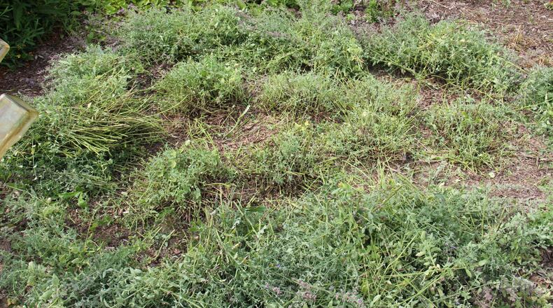 Catmint cut back to crown after blooming will rebloom. CONTRIBUTED