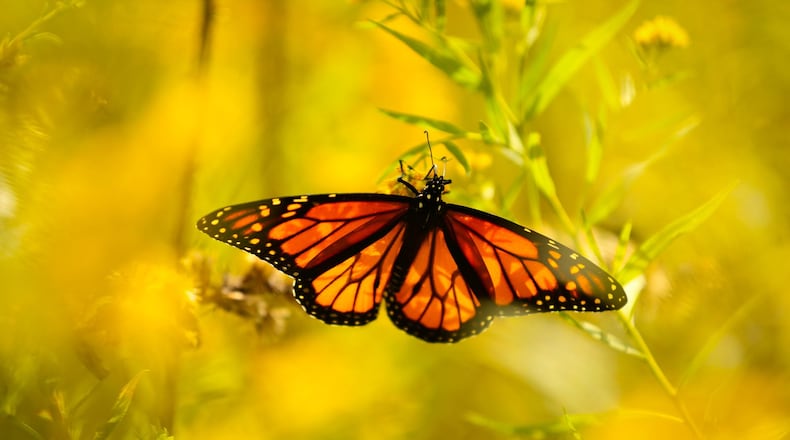 In the coming weeks a crop of butterflies will hatch in Aullwood Audubon’s new Monarch House. STAFF FILE PHOTO