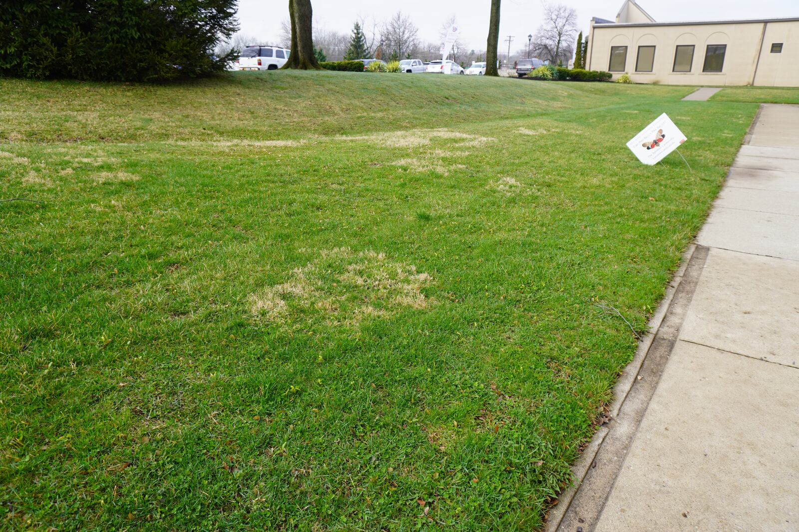 Brown patches are nimblewill, a perennial grassy weed. CONTRIBUTED