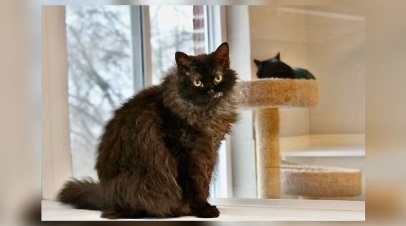 Meet Maizy! Maizy was surrendered to Paws Animal Shelter by a very nice family. We were told that she is a Black Smoke Selkirk Rex. Maizy did not do well at all with this lady’s dogs, so she will need a house without dogs. She seemed to do just fine with her other cat friends, just not the dogs. She’s very sweet and playful, and is adjusting well to being in the Catacabana, one of the adult cat rooms at Paws. She does get along with her roommates, so she’d do well in a house with other cats. She has long, thick fur, so whoever adopts her should be prepared to brush her regularly. Come visit her at the Paws Animal Shelter, 1535 West U.S. Highway 36, Urbana. Check out Paws at pawsurbana.com, on Facebook at facebook.com/paws.urbana, on Petfinder at petfinder.com or call 937-653-6233. Paws is in need of volunteers and foster homes. CONTRIBUTED