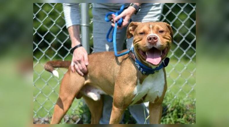 Ellis is a terrier mix around 60 pounds and roughly 3 years old. He loves to play and would like to be your new companion. Ellis comes neutered, vaccinated, microchipped, vet checked and licensed for $22 as he is the Pet of the Week. Ellis is at the Clark County Dog Shelter, 5201 Urbana Road, Springfield. Call 937-521-2140 or visit www.facebook.com/clarkcountydogshelter for more information. CONTRIBUTED