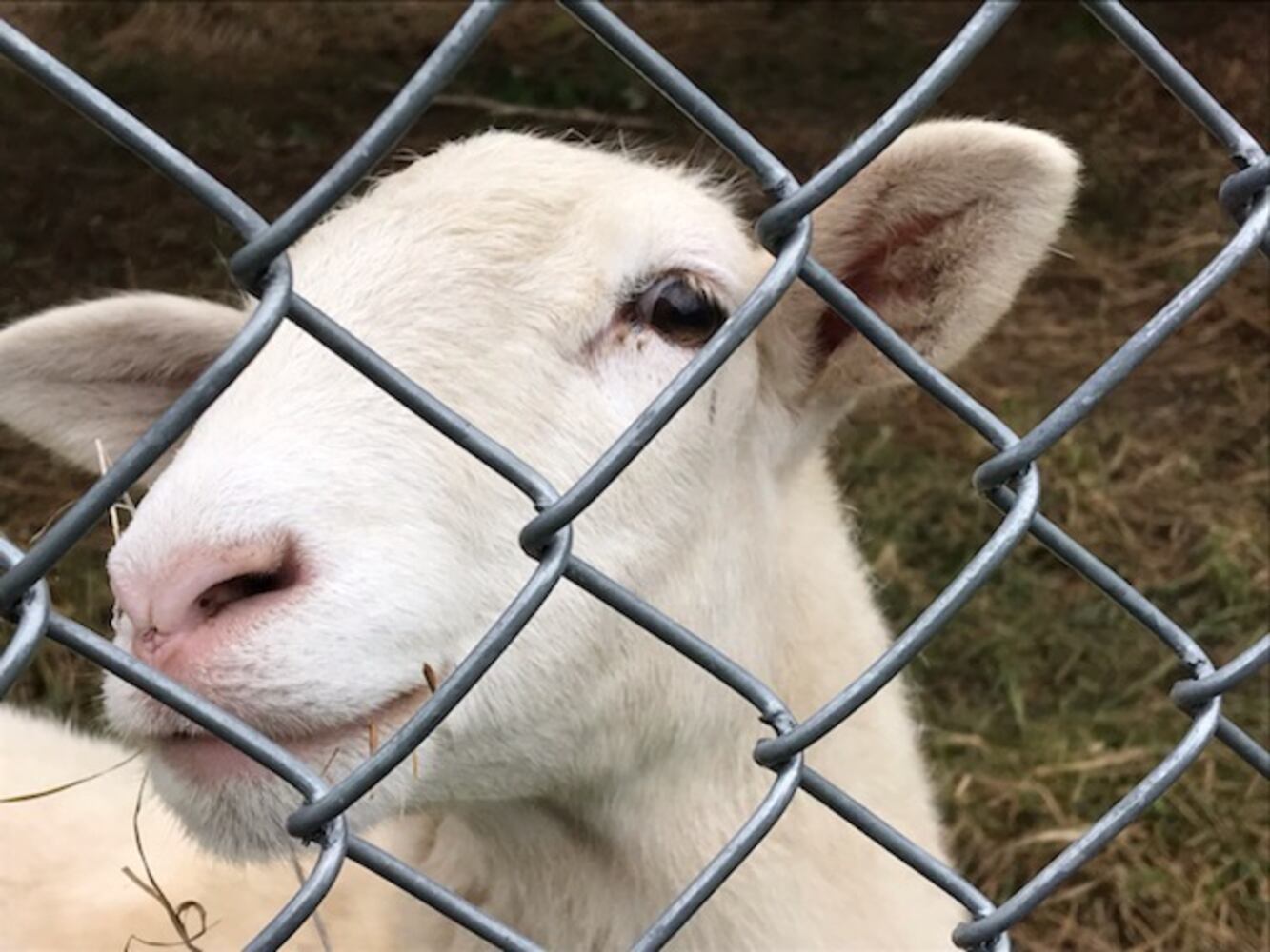 PHOTOS: Antioch College lambs