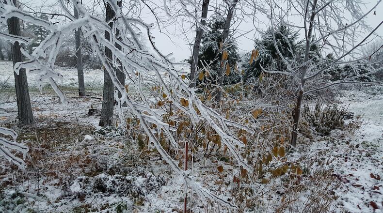 These Austrian pines popped back into place after the snow melted except for one long branch.