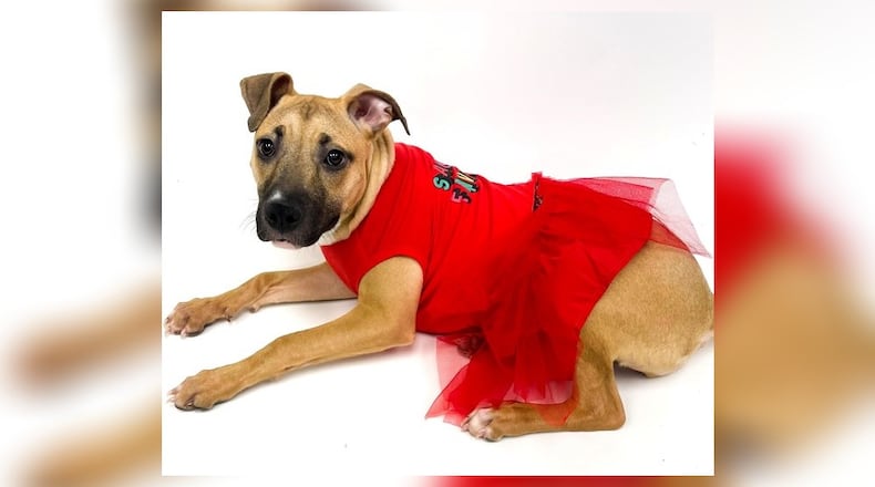 Meet Winnie. This sweet girl needs a fun place, with a family that will take her in this holiday, and for the rest of her life. She is a Black Mouth Cur, approximately 5-months-old and she will likely get up to about 50lbs. She is fun, playful, and loving so she would make a great family pet. Her adoption fee this week is $111, as she is the pet of the week. That includes her vaccines, alteration, heartworm test, microchip, dog license, and a free vet check. Call 937-521-2140, if you are interested in meeting her. Clark County Dog Shelter is at 5201 Urbana Road, Springfield. CONTRIBUTED