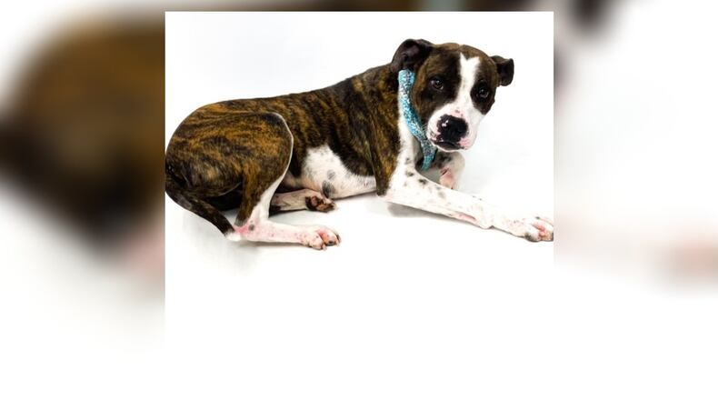 Meet Nevaeh. She is approximately a 15 month old, 42 lb., mixed breed. She is a very sweet girl who is fun and loves attention. She seems to do well with other dogs and children. However, the shelter always recommend a meet-n-greet, prior to adopting. Her adoption fee this week is $77, as she is Pet of the Week, which includes her spay, vaccines, microchip, dog license, and a free vet check. Call 937-521-2140, if interested in meeting Nevaeh. Clark County Dog Shelter is at 5201 Urbana Road, Springfield. CONTRIBUTED