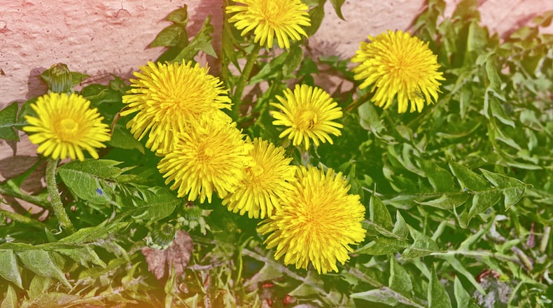 Expect the dandelions to arrive soon. CONTRIBUTED