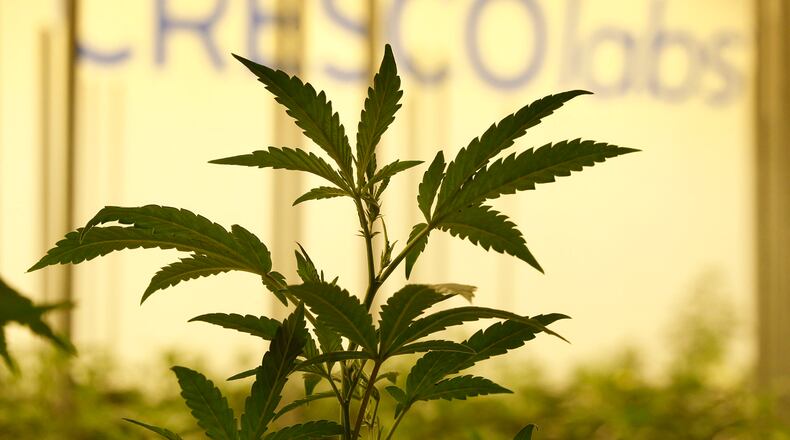 Medical marijuana cultivator and processor Cresco Labs, hosted a ribbon cutting at its Yellow Springs facility on Monday to mark the first cultivation of plants. Marijuana plants inside the building. TY GREENLEES / STAFF