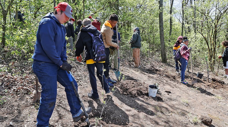 Students at Springfield Nightingale Montessori, plant native trees and remove invasive honeysuckle from an area along the Lakeview Trail at Buck Creek State Park Tuesday, April 18, 2023. Students from Montessori have partnered with Bob Wooten, the park naturalist at Buck Creek State Park, to come out once a week to help with a variety of projects. BILL LACKEY/STAFF