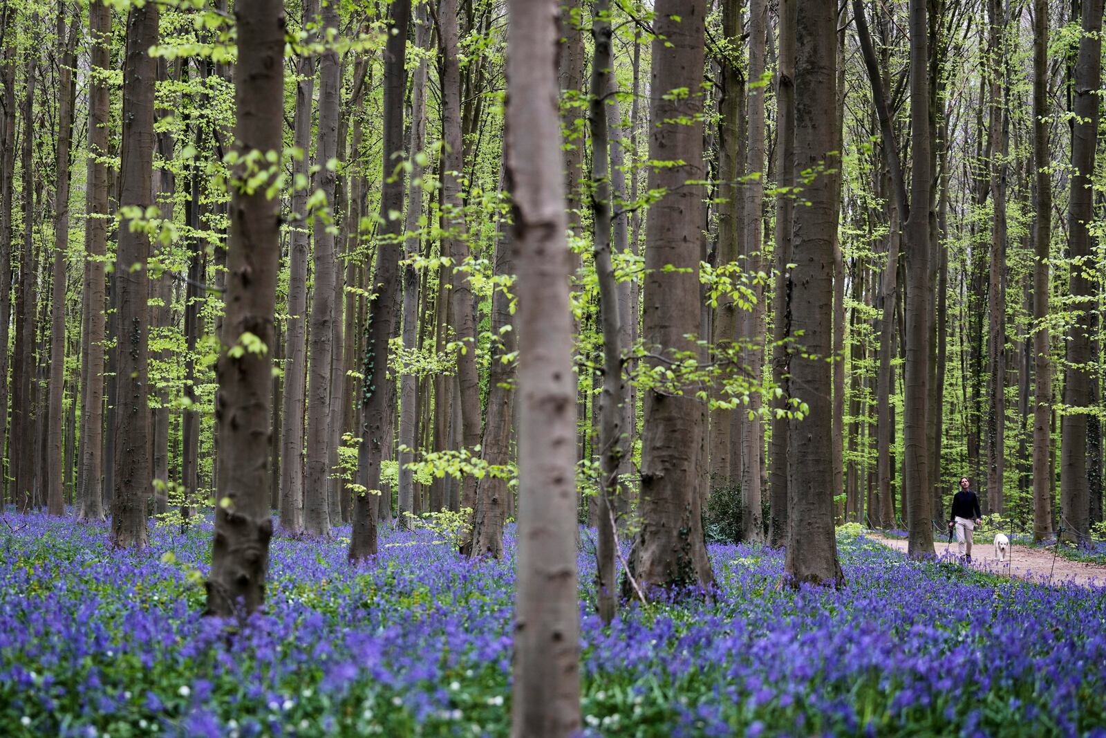 A man walks his dog on a path surrounded by Bluebells, also known as wild hyacinth, in the Hallerbos forest, south of Brussels, Belgium, on Tuesday, April 22, 2025. (AP Photo/Virginia Mayo)