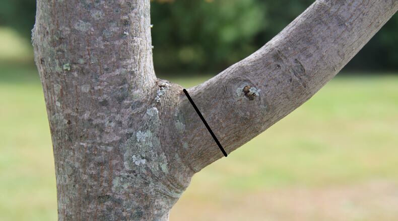The black line is where the proper pruning cut is made. CONTRIBUTED