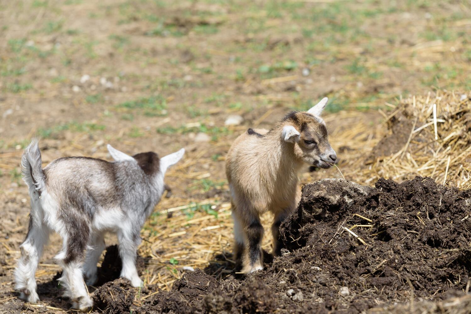 PHOTOS: Wooly Wonders - Spring on the Farm Family Event at Learning Tree Farm