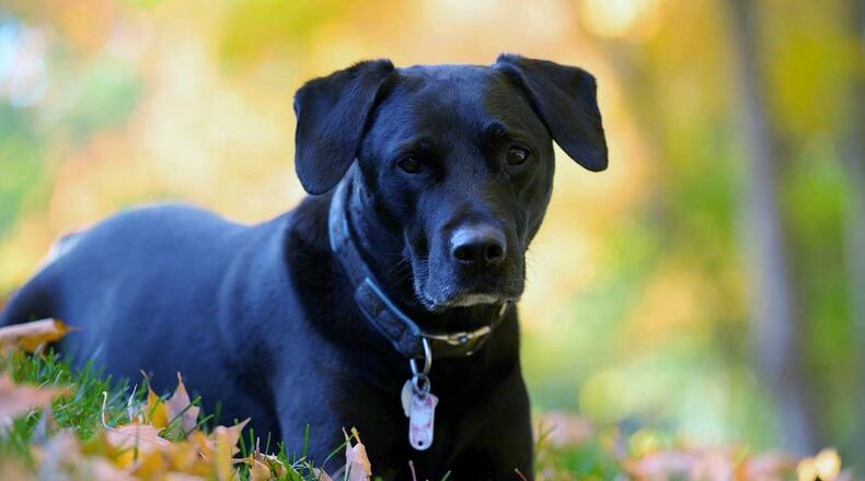 Teddy is wearing his dog tags, including one that shows his rabies information. CONTRIBUTED