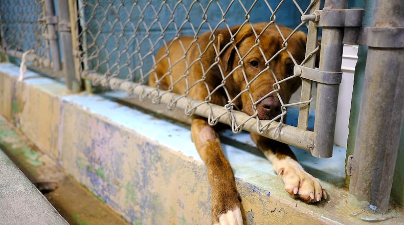 A dog peeks through the kennel gate Tuesday at the Clark County Humane Society. Bill Lackey/Staff