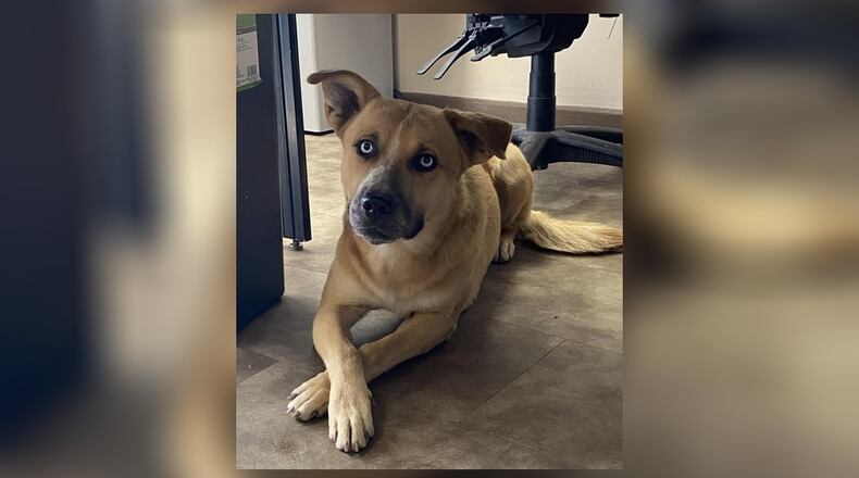 Blue is around 1 1/2 years old and mid-sized; not quite 50 pounds of sweetness and love. Blue seems to do fine with other dogs, but if your currently dog is looking for a sibling, bring it along to meet Blue. Blue will be neutered, fully vaccinated, microchipped, heartworm tested, flea preventative and have a license and free vet checkup all included for $111 as he is our Pet of the Week. Call 937-521-2140, for an appointment. Clark County Dog Shelter is at 5201 Urbana Road, Springfield. CONTRIBUTED