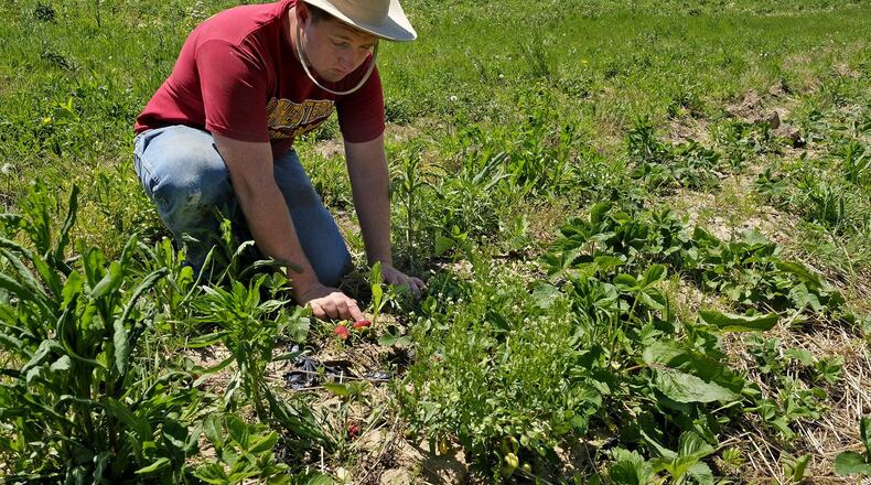Chester Folck picks strawberries in a field on the Fock Family Farm. Bill Lackey/Staff