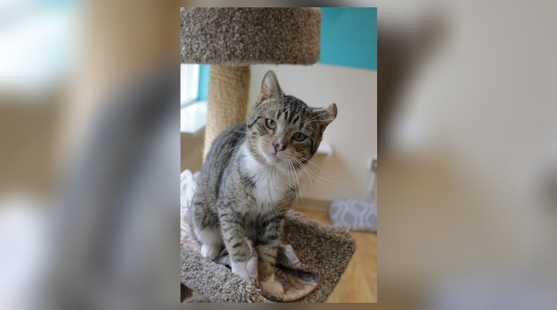 Hello there, I’m Garbanzo. Life hasn’t always been a bowl of cherries for me, but I’ve learned to roll with the punches. I’m young, full of life, and have a heart full of love to give. I may have had a rough start, but I don’t let that define me. I’m not just looking for a home, I’m looking for a forever friend. I promise to be your loyal companion, your confidante, and your source of endless amusement. Adopt me, and let’s make beautiful memories together. Come visit me at the Paws Animal Shelter, 1535 West U.S. Highway 36, Urbana. Check out Paws at pawsurbana.com, on Facebook at facebook.com/paws.urbana, on Petfinder at petfinder.com or call 937-653-6233. To apply to adopt any of our cats or kittens, visit pawsurbana.org. Paws is in need of volunteers and foster homes. CONTRIBUTED