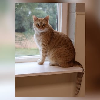 Hello, I’m Samantha. I’ve always been a lively spirit, chasing after shadows and my own tail, but I was a bit under the weather some months back. I had something called Horner’s Syndrome. It wasn’t fun but I’m over it now. You know, it’s made me a bit softer, a bit more loving. I’ve always been independent and curious, but now I’ve added ‘sweet’ to my repertoire. I’m the perfect mix of playful and self-sufficient, always up for an adventure, but also content to explore on my own. I’d love to bring my unique charm to your home. Come visit Samantha at Paws Animal Shelter, 1535 West U.S. Highway 36, Urbana, online at pawsurbana.org, Facebook at facebook.com/paws.urbana, on Petfinder at petfinder.com or call 937-653-6233. Paws is in need of volunteers and foster homes. CONTRIBUTED