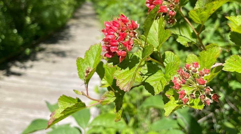 Wild flowers blooming along the boardwalk at Cedar Bog Friday, May 31, 2024. BILL LACKEY/STAFF