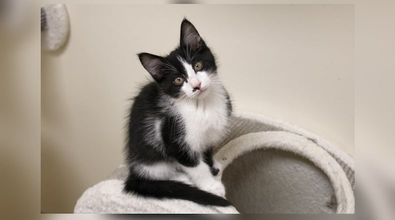 Hello, I’m Keegan! I’m just a kitten, full of playful energy and sweet purrs. I have four litter mates, each as lively as me. Our story? Well, it’s a bit magical. We were born in an old enchanted garden, nurtured by a gentle fairy who loved us dearly. But she knew we needed more - a real family, a cozy home. So, with a sprinkle of stardust, she whisked us to Paws Animal Shelter. Here, we wait for our forever homes. I’m looking for a family who’ll love my playful antics and sweet purrs. Will you be my magic? Come visit me at the Paws Animal Shelter, 1535 West U.S. Highway 36, Urbana. Check out Paws at pawsurbana.com, on Facebook at facebook.com/paws.urbana, on Petfinder at petfinder.com or call 937-653-6233. Paws is in need of volunteers and foster homes. CONTRIBUTED