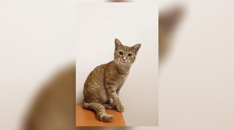 Hi! I’m Cheerio, a sweet, playful kitten who loves making new friends. My days are filled with fun as I chase toys and snuggle up for cozy naps. I was found wandering alone when I was 4-months-old, but now I’m ready to bring joy and companionship to a loving home. Adopt me and let’s create wonderful memories together. Come visit Cheerio at the Paws Animal Shelter, 1535 West U.S. Highway 36, Urbana. Check out Paws at pawsurbana.org, on Facebook at facebook.com/paws.urbana, on Petfinder at petfinder.com or call 937-653-6233. Paws is in need of volunteers and foster homes. CONTRIBUTED