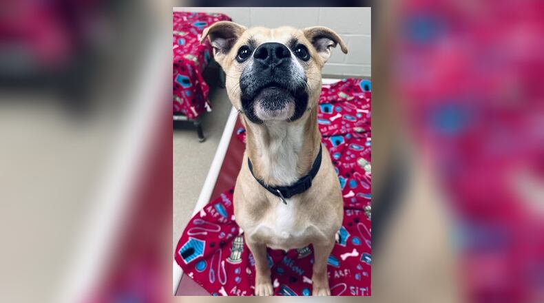 Meet Tony! This shy but sweet boxer mix is ready to find his forever home as do many others here are the shelter. He adores cuddling, craves attention, and loves to play with his toys. With a little patience and love, Tony will blossom into a loyal companion. Could you be the one to give him the loving home he deserves? His adoption fee this week is $22, as he is Clark County Dog Shelter’s Pet of the Week. Stop in and meet him in person. Clark County Dog Shelter is at 5201 Urbana Road, Springfield. CONTRIBUTED