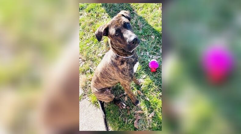 Meet Aurora! She is a 45-50 lb., Plott Hound, around 2 to 3-years-old. She came into us as a stray, back in November last year, and was never claimed. She is very sweet, affectionate, docile, and loves to play. Her adoption fee is $22 this week, as she is the Pet of the Week. That includes her spay, vaccines, heartworm test, microchip, dog license, and a free vet check. Call 937-521-2140, if you would like to share some valentine love with Aurora. Clark County Dog Shelter is at 5201 Urbana Road, Springfield. CONTRIBUTED