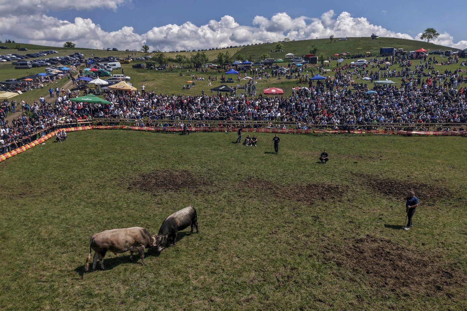 An aerial view of bulls fighting during the bullfight competitions in Bijelo Polje, Bosnia, Sunday, May 11, 2025. (AP Photo/Armin Durgut)