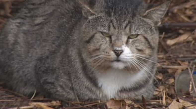 A feral cat. DARIN POPE / STAFF