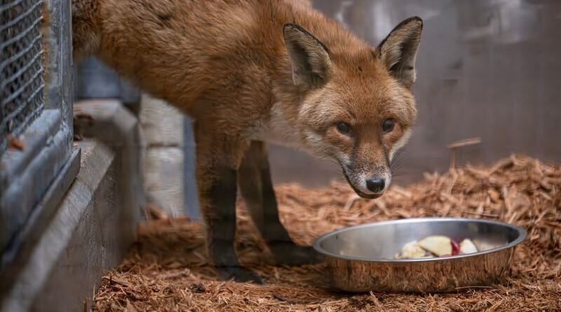 This Feb. 19, 2026, photo provided by the Bronx Zoo on Wednesday, March 11 shows a red fox that stowed away on a cargo ship, crossed the Atlantic and is now at the zoo in New York. (Bronx Zoo via AP)