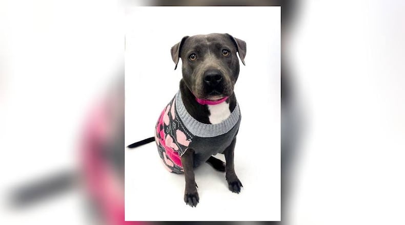 Meet Dolly. She is a sweet 61 lb., Pittie, around 3-4 years old. This sweetheart loves attention, treats and playtime. She is also very smart as she knows commands like sit, shake and lay down. We have not seen any issues with other dogs here at the shelter however, we do recommend a meet-n-greet, prior to adopting, if you have other pets. Her adoption fee is $22 this week, as she is the Pet of the Week. It includes her spay, heartworm test, vaccines, microchip, dog license, and a free vet check. To meet Dolly, call 937-521-2140. Clark County Dog Shelter is at 5201 Urbana Road, Springfield. CONTRIBUTED