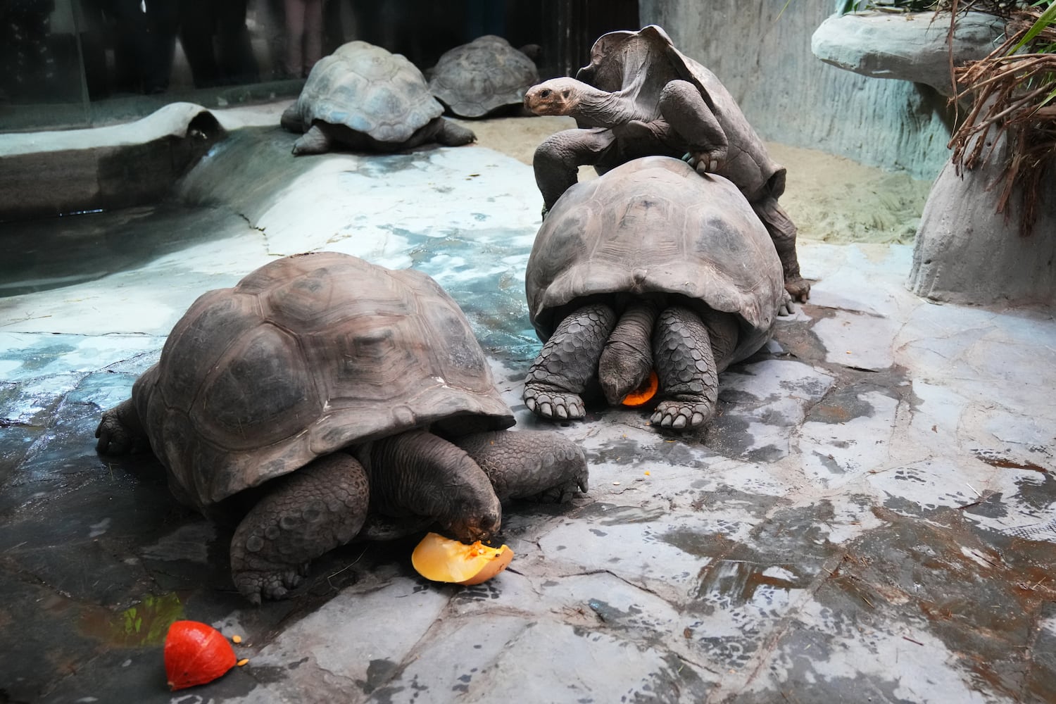 Czech Republic Halloween Zoo